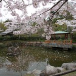 松ヶ岡公園の桜