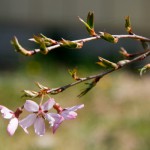 滝桜の子桜