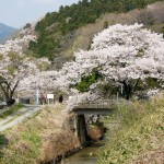 小川郷・夏井川の桜