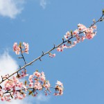 桜の季節がスタートです！