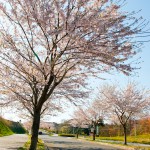 いわき公園の桜並木