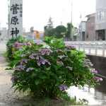 紫陽花の散歩道～三島八幡神社～大国魂神社