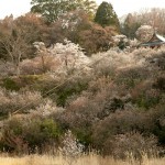 今年の専称寺は梅と桜が同時に咲きました。本堂も改修工事に入ります。