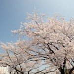 東日本国際大学の桜。いわきの復興を支える学生の成長を見守ります。