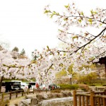 いわき市の桜の名所「松ヶ岡公園」、トンネルぐるりんなど楽しいものにあふれています。