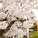 小川諏訪神社の枝垂桜、いわきの一本桜の横綱です。