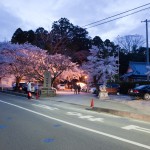 小川諏訪神社の枝垂桜、夜桜は圧巻の艶やかさでした。