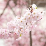 新川沿いの遊歩道はいわき市民の憩いの場所・・・ここには素敵な桜並木が咲き誇ります。