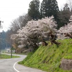 三和町下三坂の観音桜と種まき桜・・・この２本の桜との出会いで、三和の町をもっと歩きたくなりました。