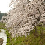 三和町中三坂を桜見ながらゆっくり散歩?