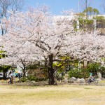 いわき中央公園の桜は憩いの桜