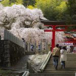 春、小川諏訪神社の枝垂れ桜を観桜に・・・。