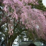今週は枝垂れ桜、三島八幡神社でも垂れていました。