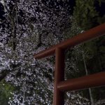 小川諏訪神社の夜桜をちょっと寄り道して見てきました。