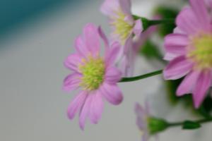 20090522-flowerpod-6.jpg
